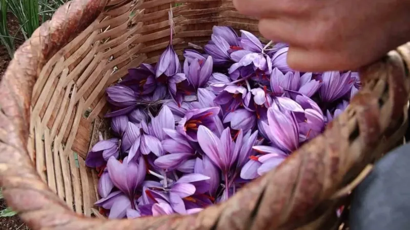 Dünyanın en pahalı baharatını ekti, kilosunu 200 bin liradan satıyor Dünyanın en pahalı baharatını ekti, kilosunu 200 bin liradan satıyor