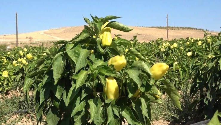 Tarlasını yine vatandaşa açtı, marketin yarı fiyatına satışa başladı