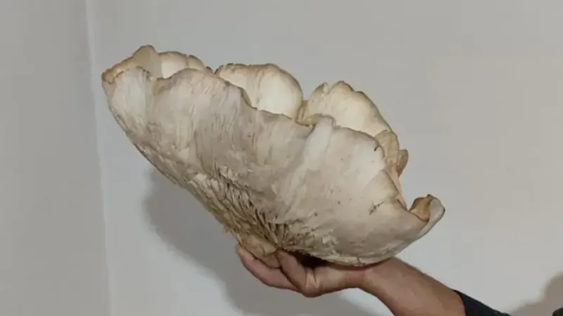 3 kilo 120 gramlık kunkor mantarı görenleri şaşırttı 3 kilo 120 gramlık kunkor mantarı görenleri şaşırttı