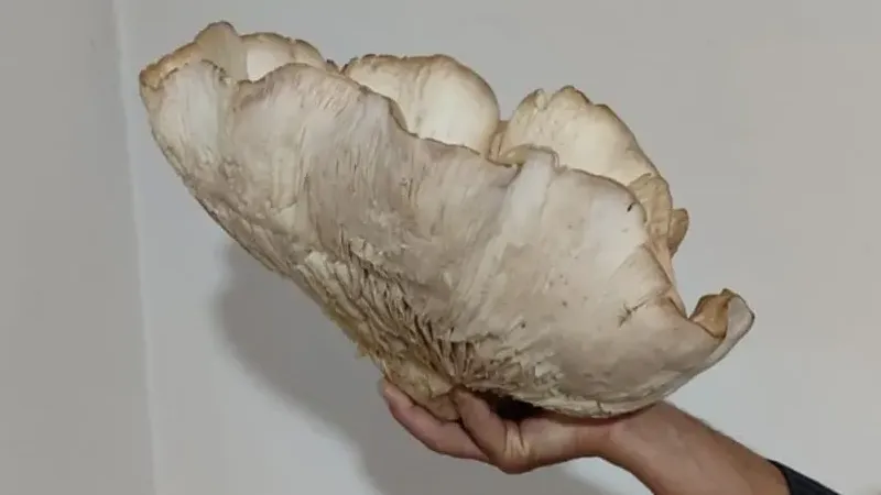 3 kilo 120 gramlık kunkor mantarı görenleri şaşırttı 3 kilo 120 gramlık kunkor mantarı görenleri şaşırttı