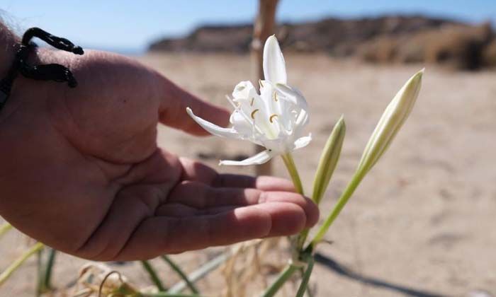 Bu çiçeği koparmanın cezası 109 bin lira