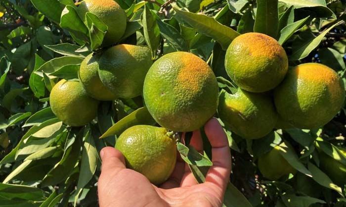 Erkenci mandalinada hasat başladı