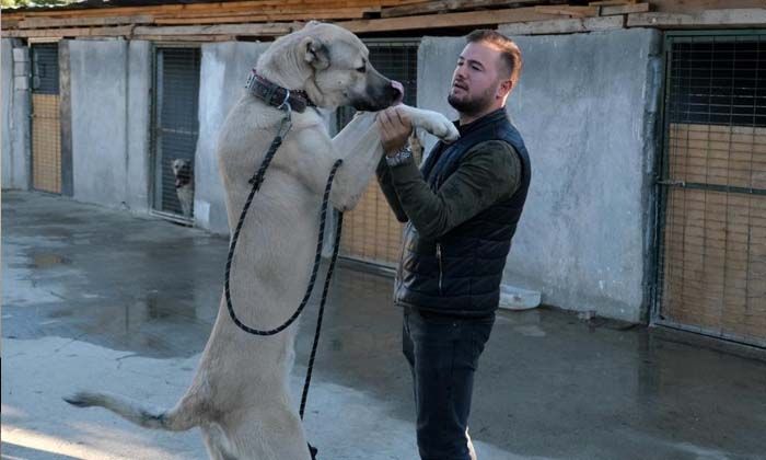 Kangal yurt içinde 750 bin TL’ye, yurt dışında 80 bin dolara kadar alıcı buluyor
