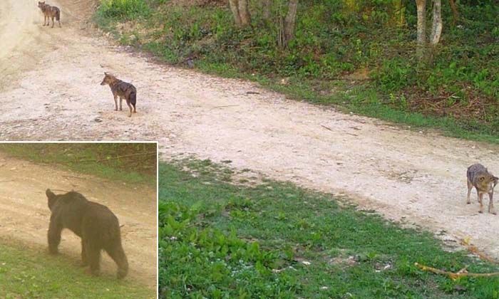 Sakarya’da ayı ve çakal sürüsü fotokapana takıldı