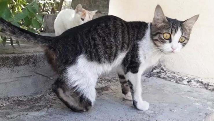 Gaziantep’te kedi vahşetine soruşturma