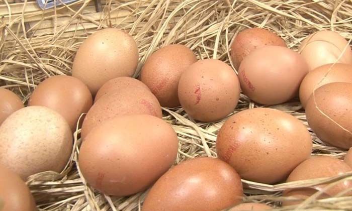 Geçen ay tanesi 2 lira olan organik yumurtanın fiyatı 4 liraya yükseldi