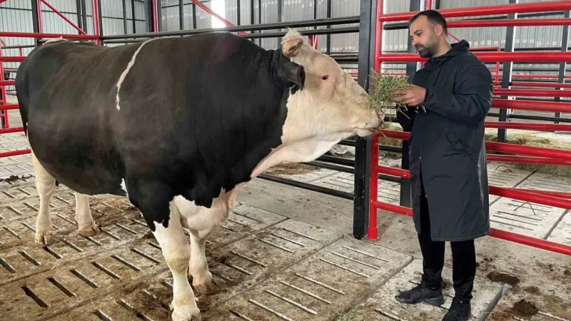 Bu tosunun fiyatı da ağırlığı da bir otomobil kadar: Tam 1,6 ton Bu tosunun fiyatı da ağırlığı da bir otomobil kadar: Tam 1,6 ton