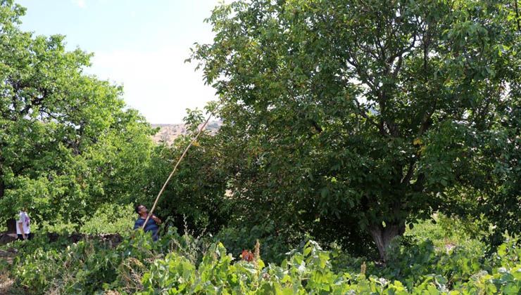 Ceviz hasadı başladı, ağaçtan düşme vakaları arttı