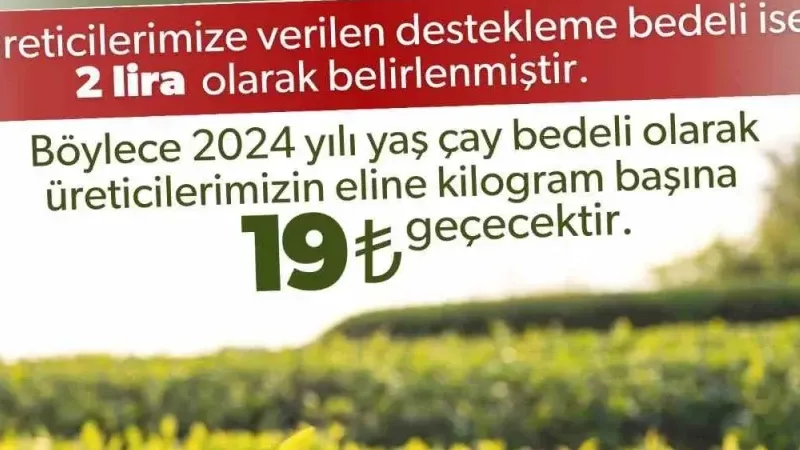 2024 yılı için kilogram başı yaş çay alım fiyatı 17 lira olarak belirlendi
