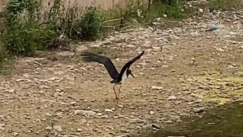 Çankırı’da kara leylek görüntülendi Çankırı’da kara leylek görüntülendi