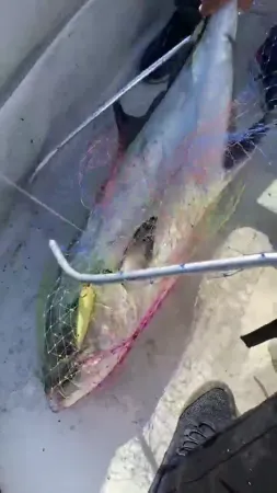 Amatör balıkçı, "Bir ejderha da biz tuttuk" diyerek 15 kiloluk balığı yakalamayı başardı Amatör balıkçı, "Bir ejderha da biz tuttuk" diyerek 15 kiloluk balığı yakalamayı başardı