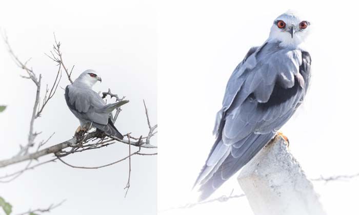 Doğaya Kanat Açtık’ta görüntülenen kuş türü 309 oldu