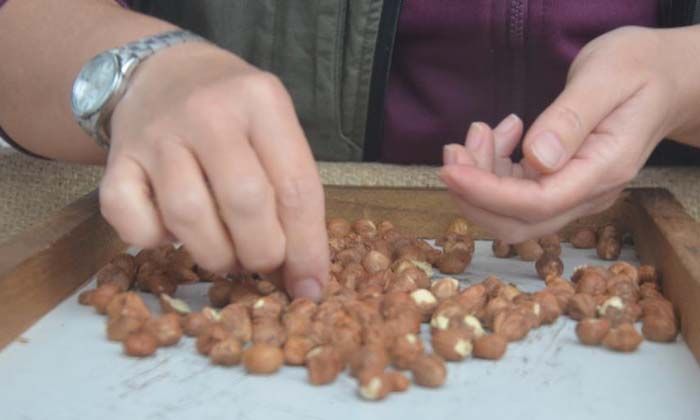 Ordulu üreticiler TMO’nun fındık alımından memnun