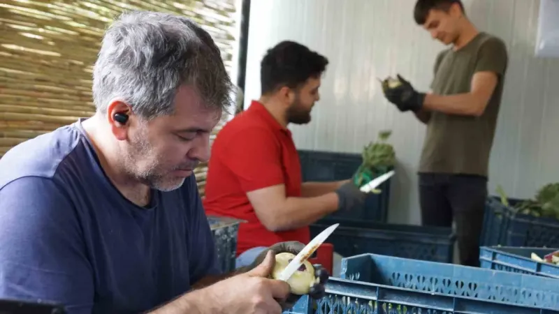 Enginar soyarak asgari ücretin 4 katını kazanıyorlar Enginar soyarak asgari ücretin 4 katını kazanıyorlar