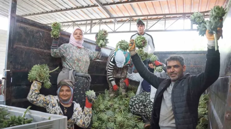 Enginar soyarak asgari ücretin 4 katını kazanıyorlar