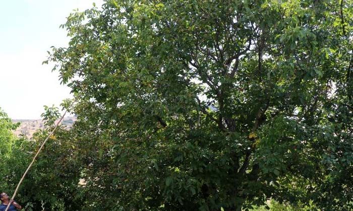 Bingöl’de ağaçtan düşen Abdullah Çetin hayatını kaybetti