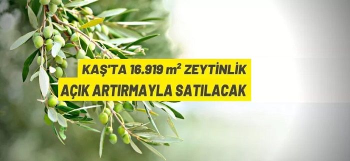 Antalya Kaş’ta 16 bin 919 m² zeytinlik satışa çıkarıldı