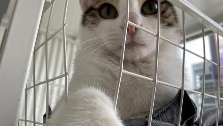 Evcil hayvanı olanlar dikkat, son tarih 31 Aralık