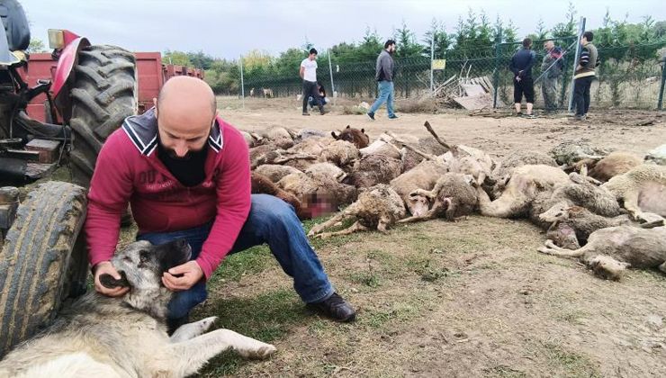 Başıboş köpekler dehşet saçtı! Birçoğu gebe 41 koyunu telef oldu