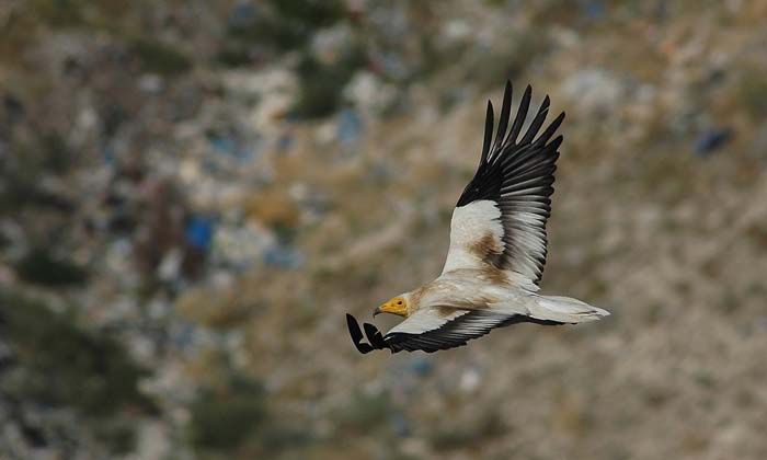Vaillant, Küçük Akbabaları Koruma Projesi ile ekosistemi koruma çalışmalarında farkını ortaya koyuyor