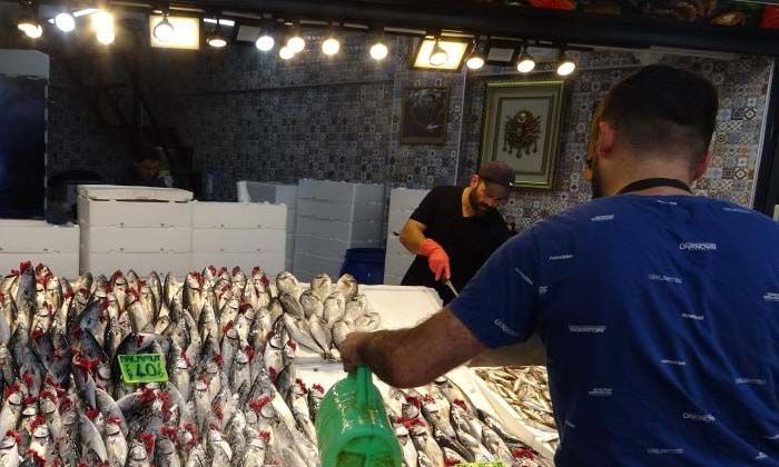 Müjde! Beklenen palamut göçü gerçekleşti