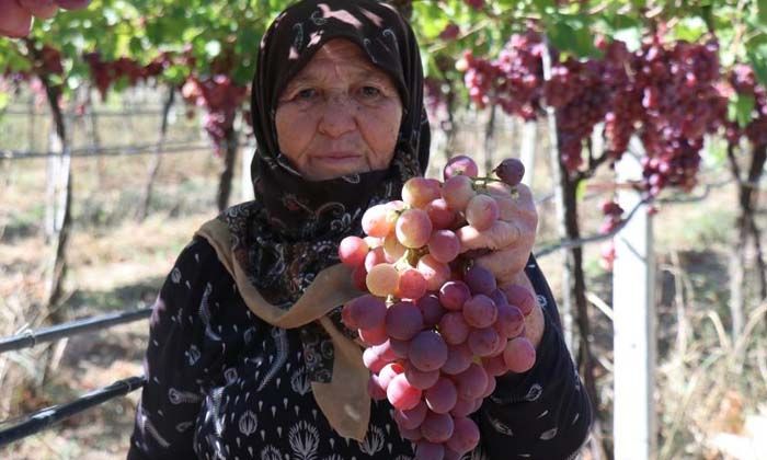 Üzüm üreticinin yüzünü güldürüyor