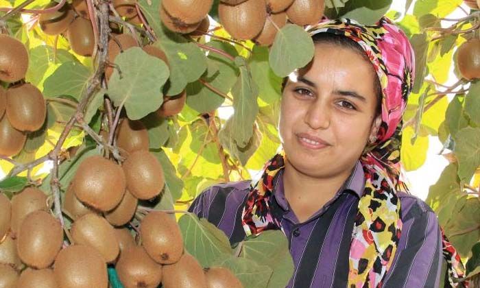 Birçok ülkeye ihraç ediliyor: Kivinin bahçede kilosu 10 TL