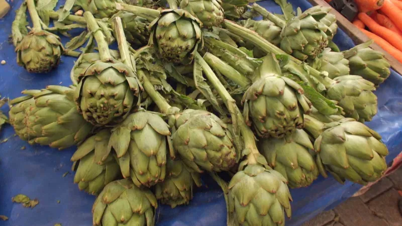 Günde 1500 enginar soyarak fenomen oldu