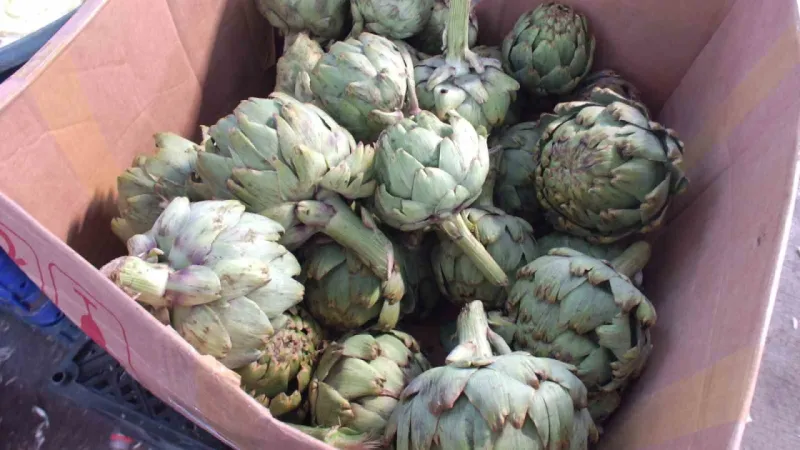 Günde 1500 enginar soyarak fenomen oldu