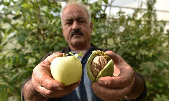 Elma büyüklüğündeki cevizler görenleri şaşırtıyor