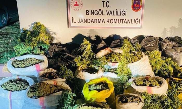 Bakan Soylu duyurdu: 6 milyon 400 bin kök kenevir ele geçirildi