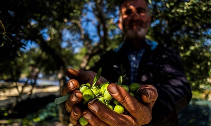 Avrupa’yı kuraklık vurdu, zeytinde Türkiye’ye fırsat doğdu
