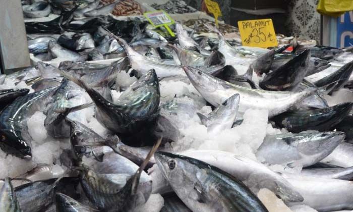 Karadeniz’de palamut bereketi: 3 tanesi 100 TL