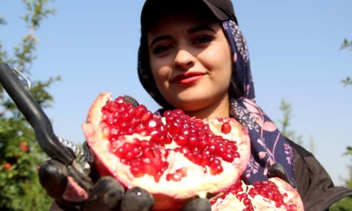 Fiyatı yüzde yüz artan nar yüz güldürüyor
