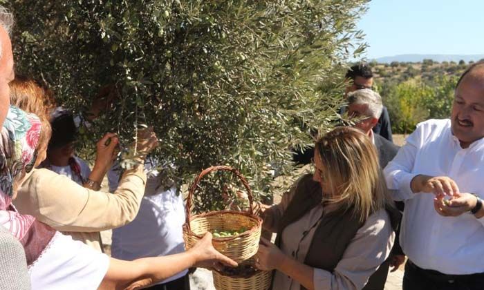 1300 yıllık zeytin ağacı 250 kilo ürün verdi