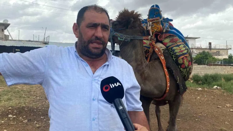 Kurbanlık develer 300 bin TL’den kapış kapış satıldı