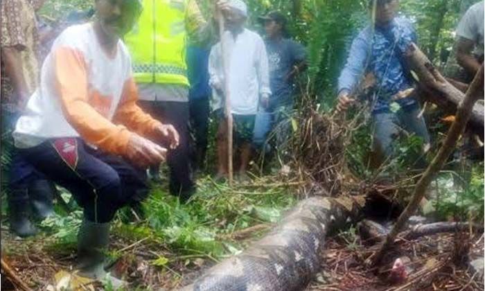 Kadın, 6 metrelik pitonun midesinden çıktı