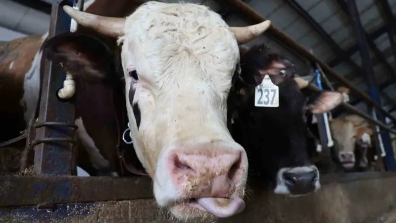 Türkiye’de bir ilk: Dijital kurban pazarı kuruldu