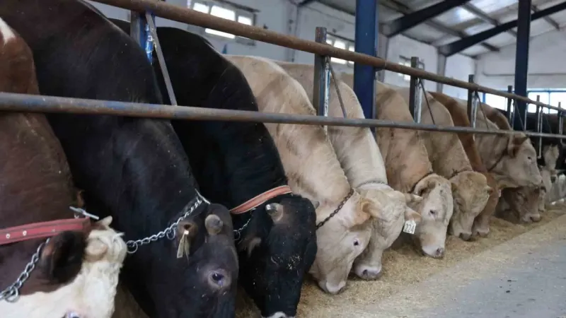 Türkiye’de bir ilk: Dijital kurban pazarı kuruldu