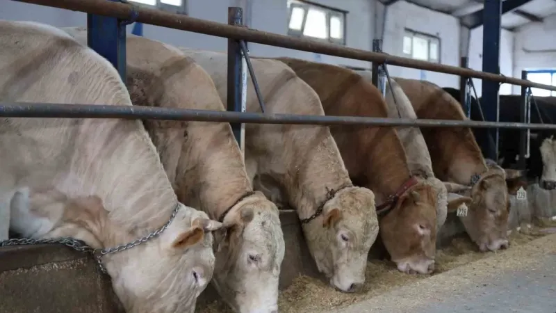 Türkiye’de bir ilk: Dijital kurban pazarı kuruldu