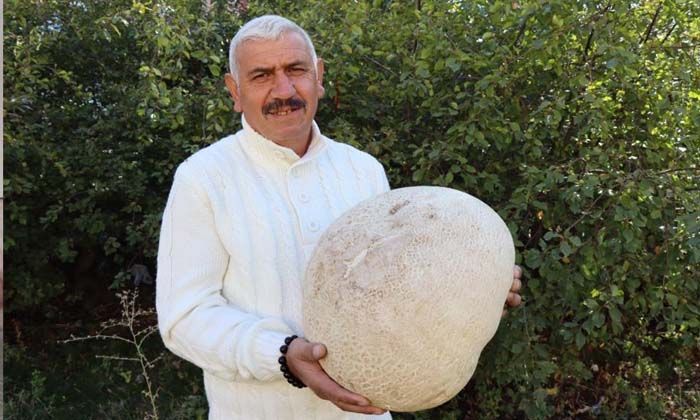 9 kiloluk mantar görenleri şaşırttı