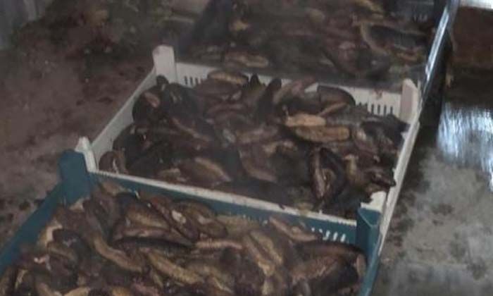 Kaçak deniz patlıcanı operasyonu