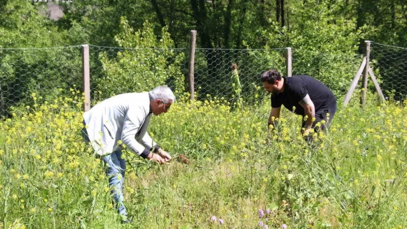 Fındığa ve çaya alternatif oldu: Kilosu 1500 TL’den satılıyor