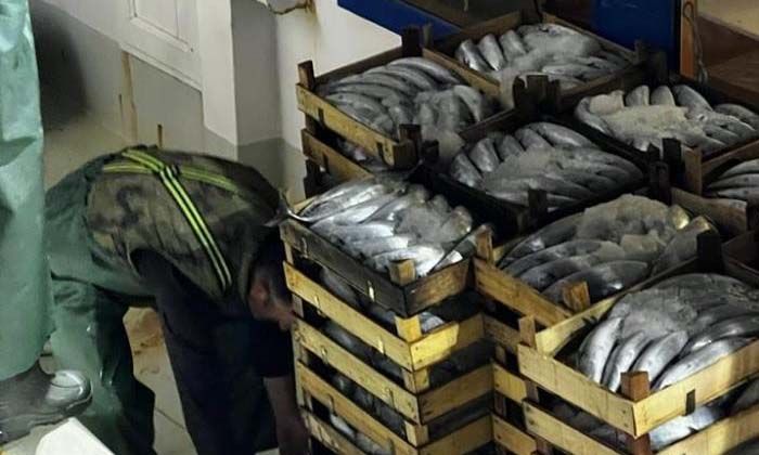 Çanakkale’de denizden balık fışkırdı