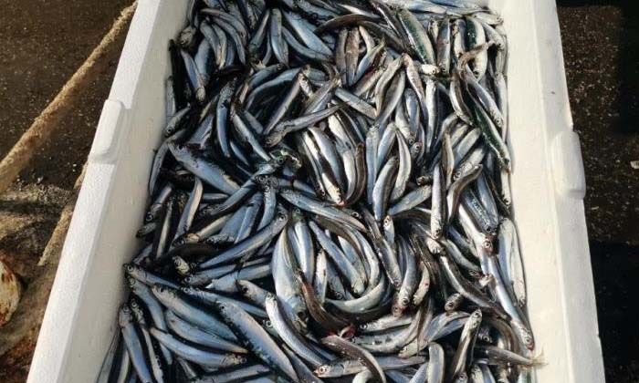 Palamut gitti, hamsi akını