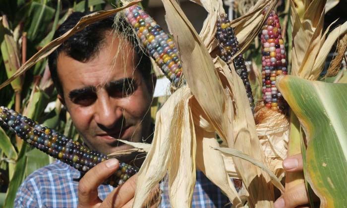Diyarbakırlı girişimci, bir avuç Kızılderili tohumuyla rengarenk mısırlar üretti