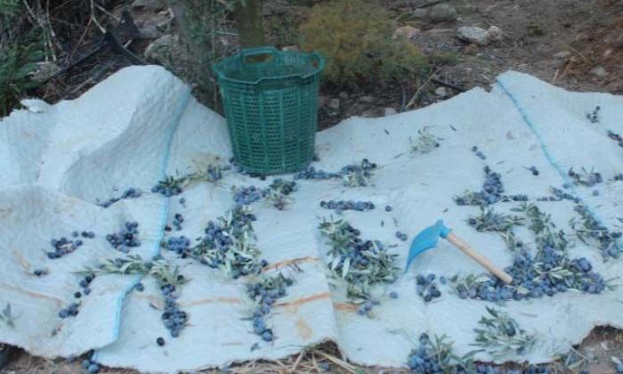 Ağacın dibine düşen zeytinleri toplamayın