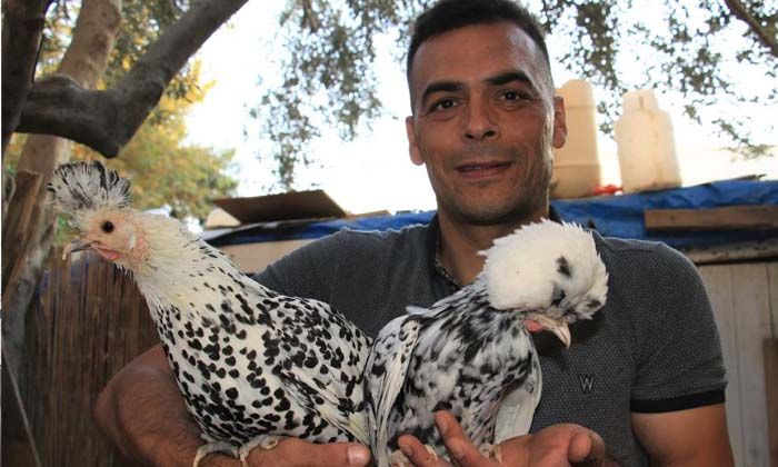 Bu tavukların yumurtası 80 lira