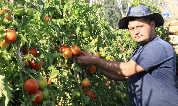 Avrupa’dan gelen talep geliyor domates üreticisinin yüzünü güldürdü