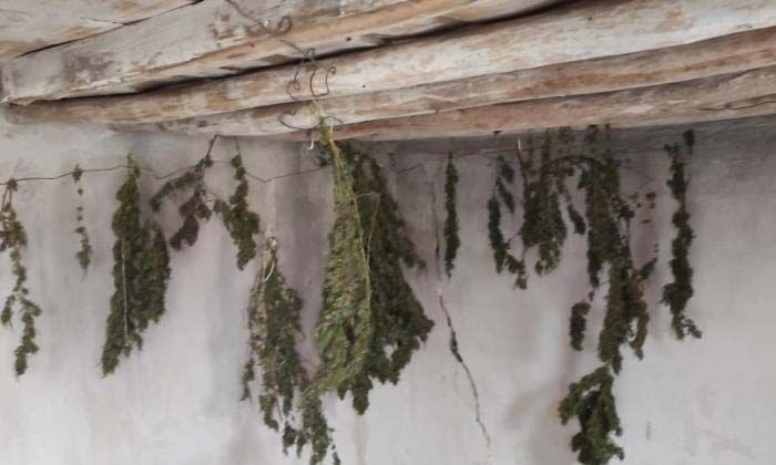 Çiftlik evinde Hint kenevirini çamaşır asar gibi asarak kurutan zanlılar suçüstü yakalandı